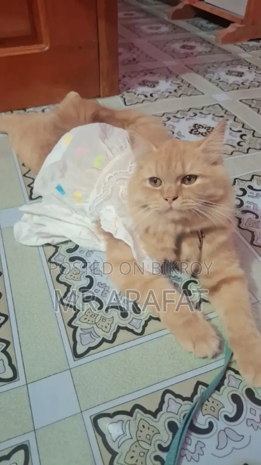 3 to 6 months Female Purebred Persian