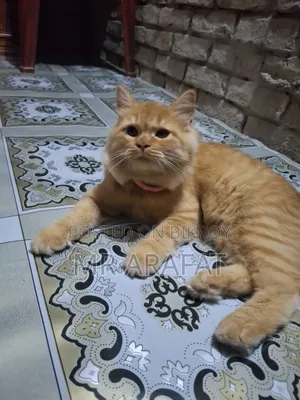 3 to 6 months Female Purebred Persian