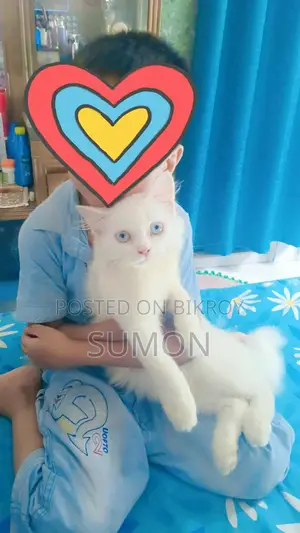3 to 6 months Male Purebred Persian
