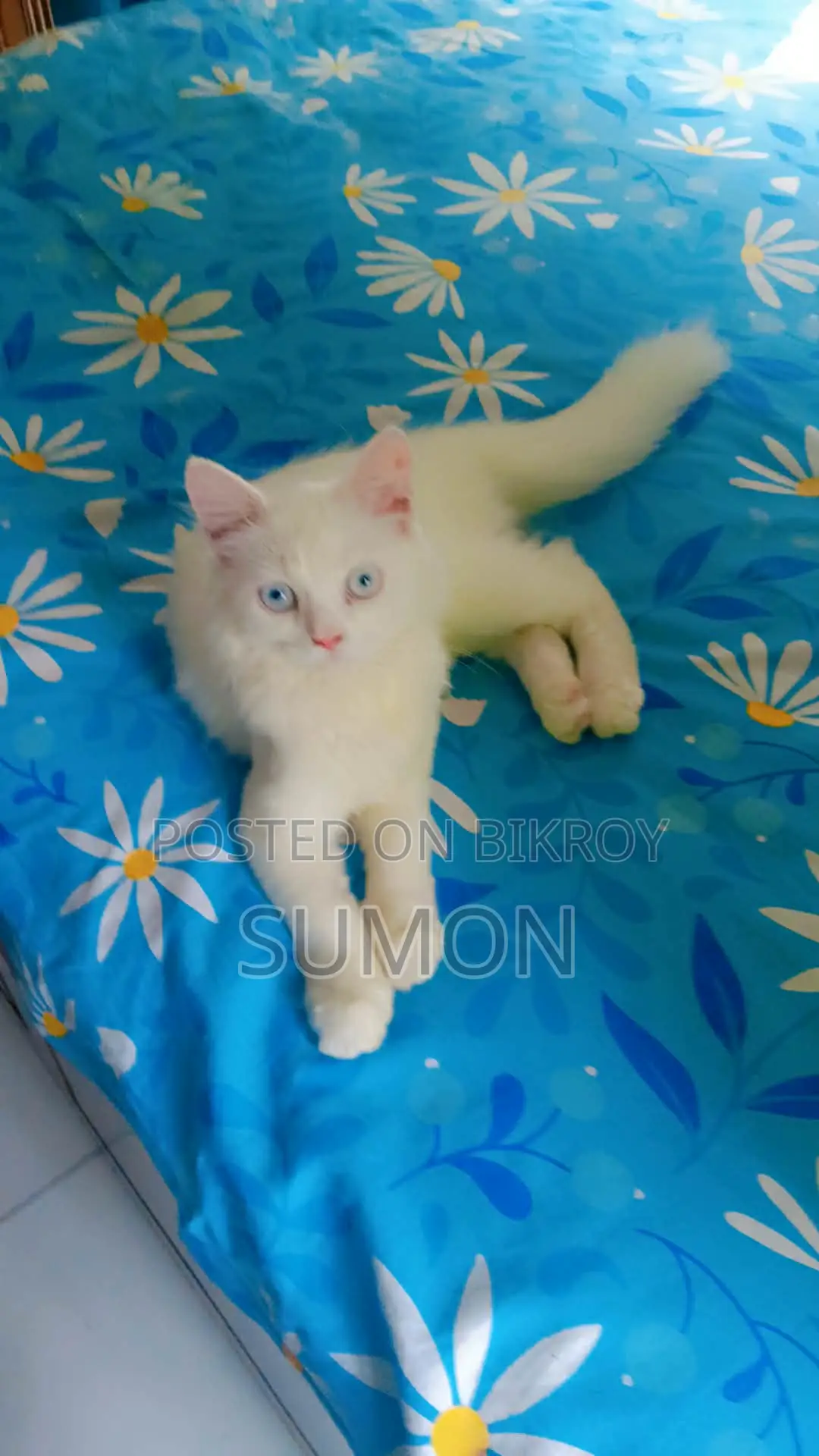 3 to 6 months Male Purebred Persian
