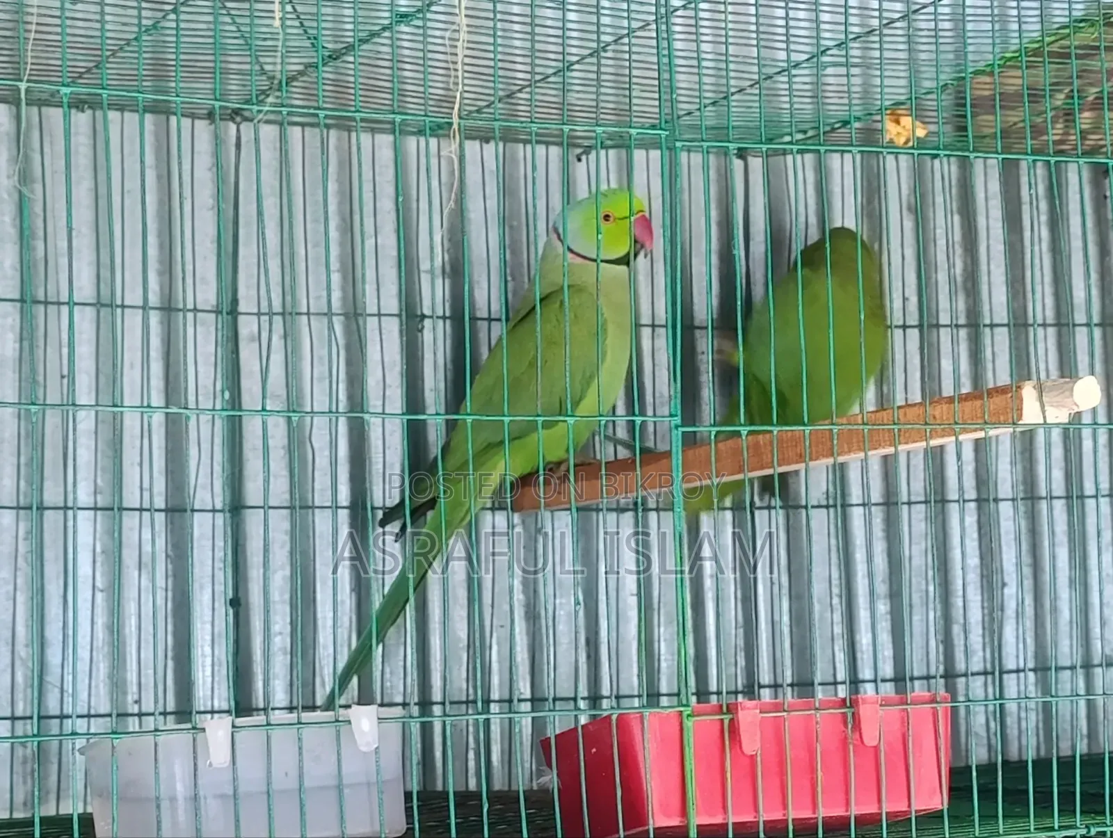 তিয়া পাখি