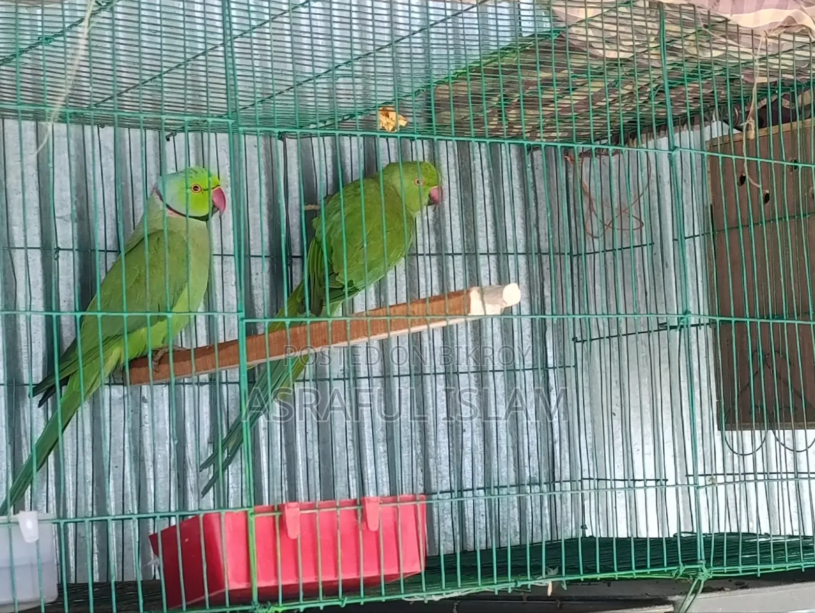 তিয়া পাখি