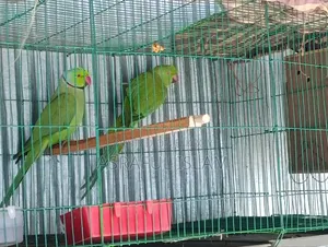 তিয়া পাখি