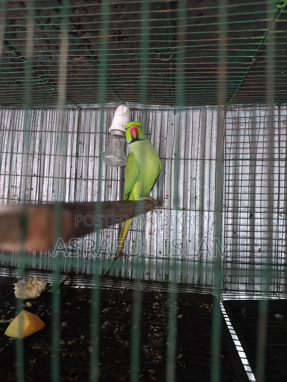 তিয়া পাখি