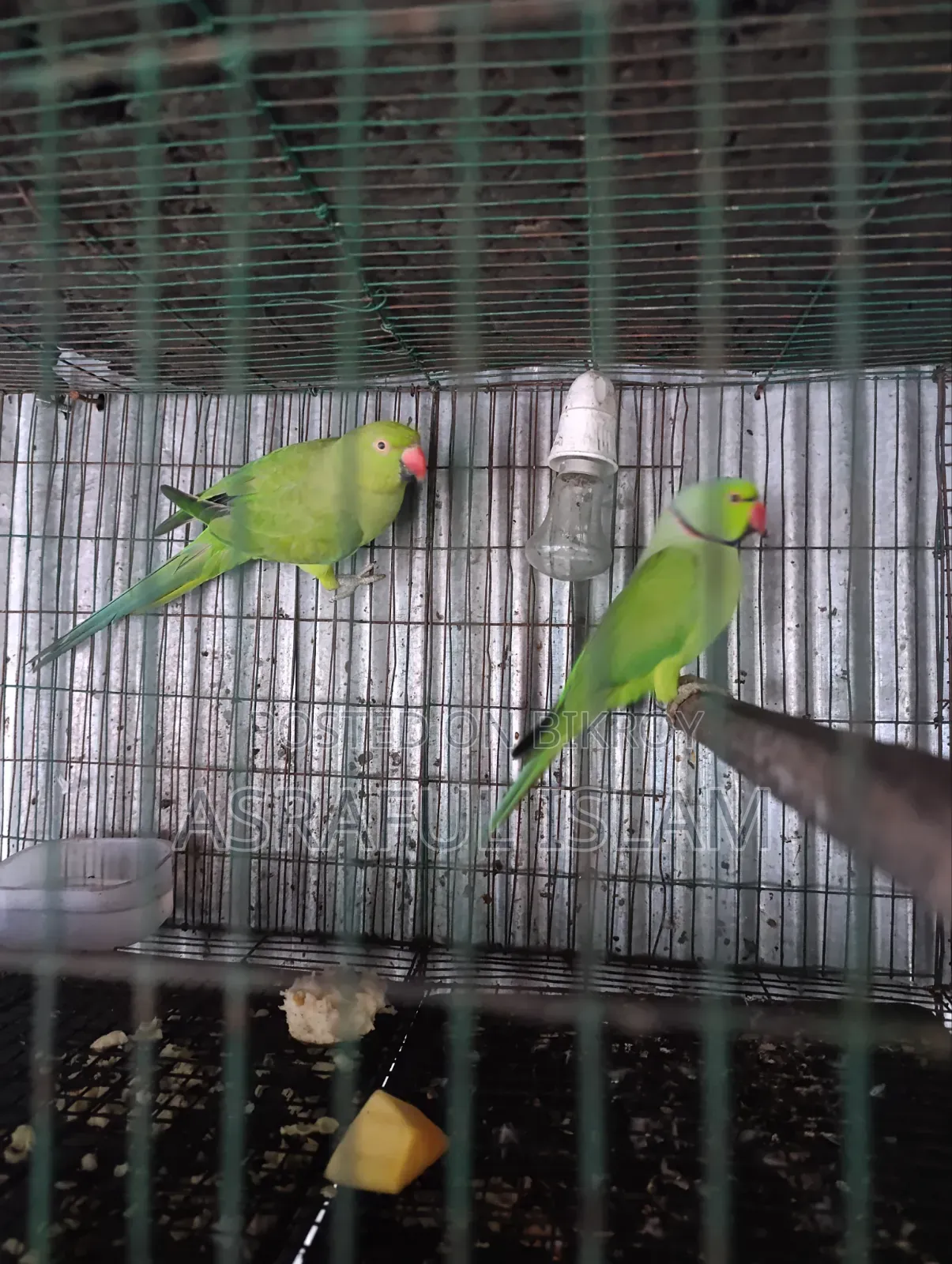 তিয়া পাখি