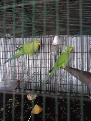 তিয়া পাখি