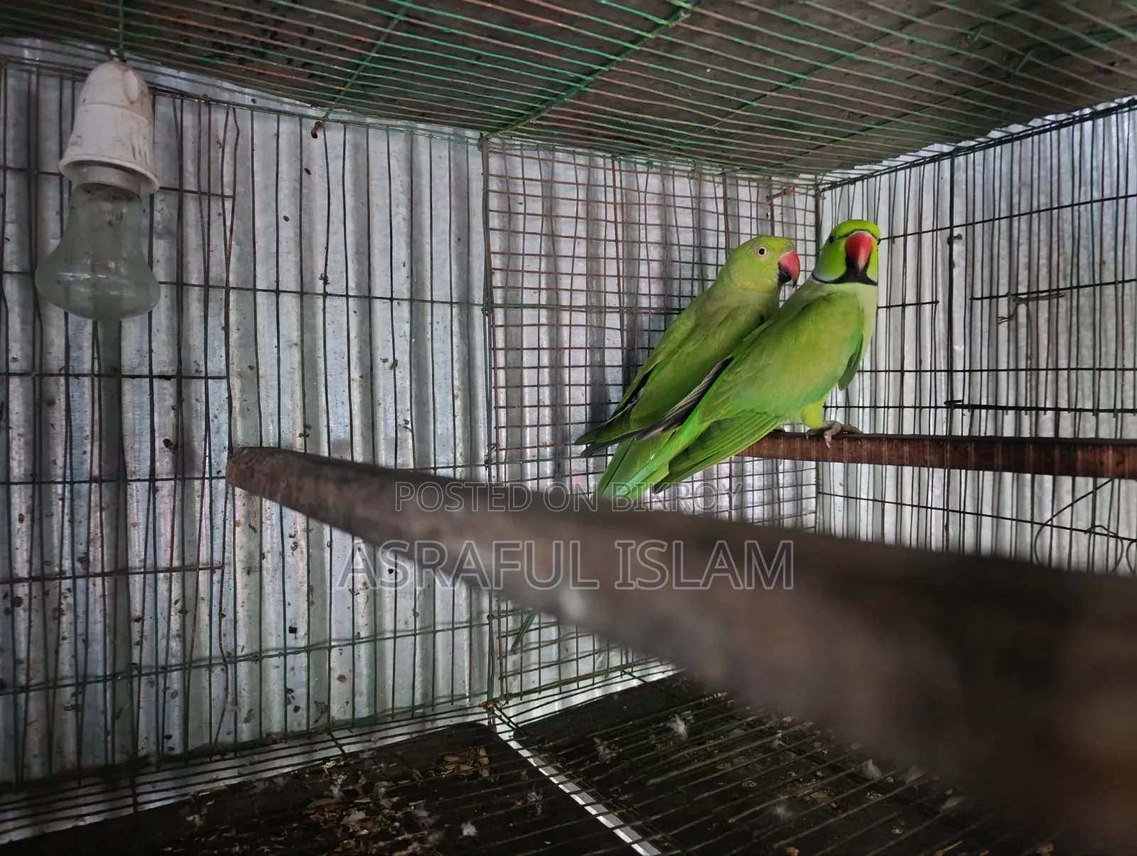 তিয়া পাখি