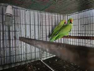 তিয়া পাখি