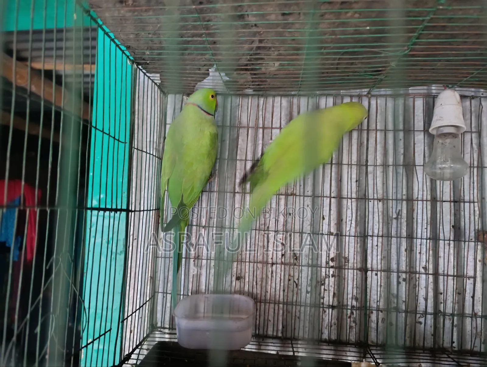তিয়া পাখি