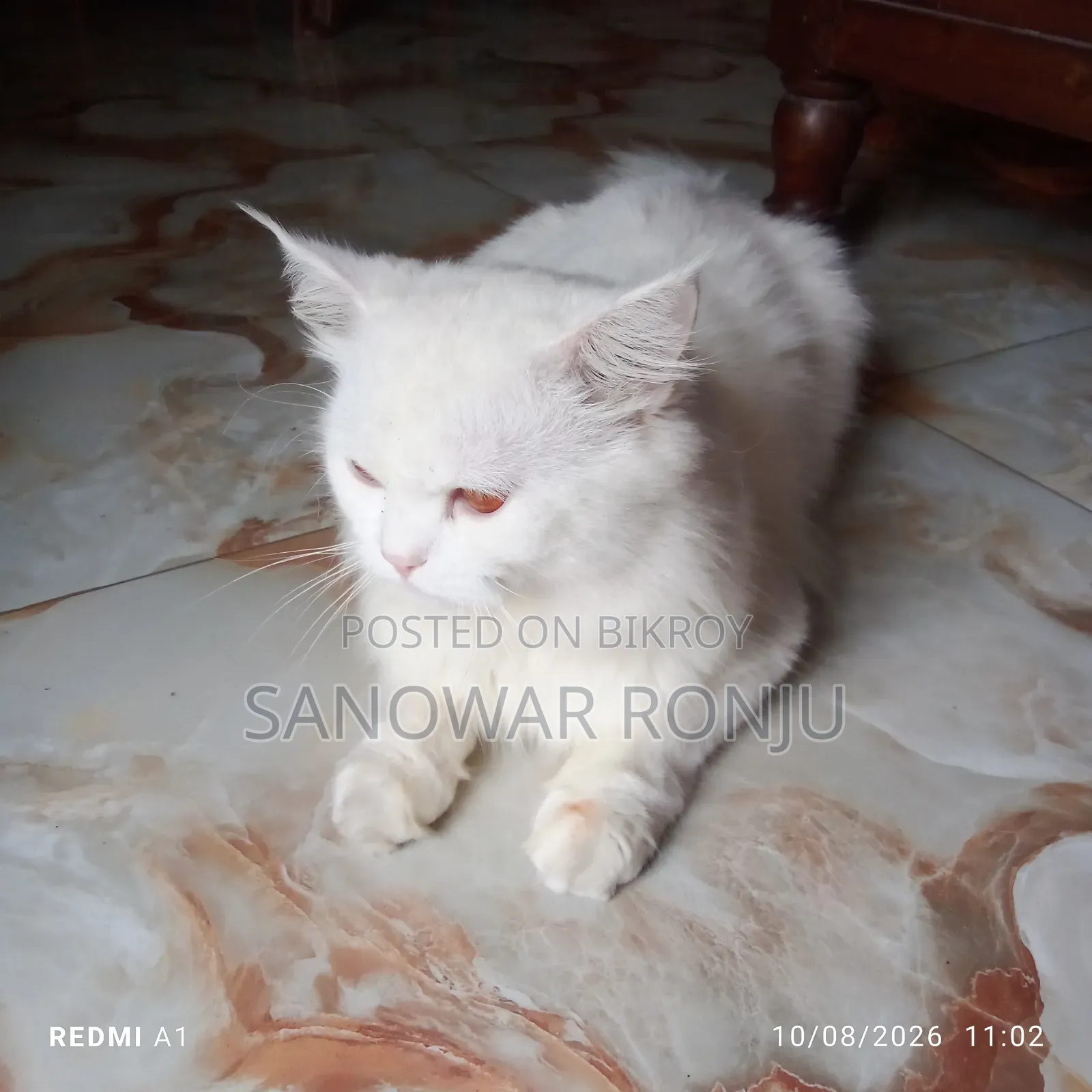 6-12 months Male Purebred Persian