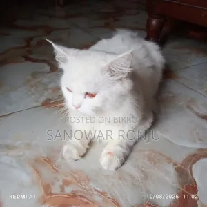 6-12 months Male Purebred Persian