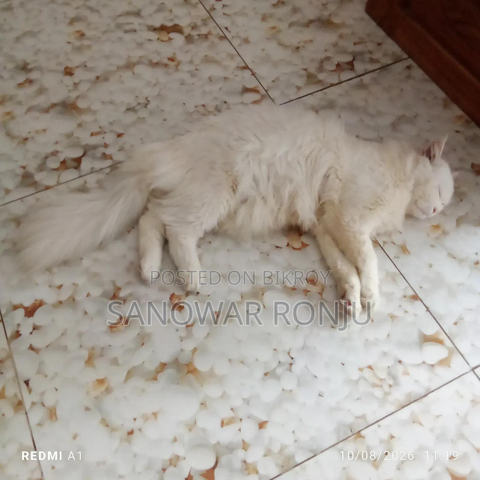 6-12 months Male Purebred Persian