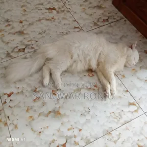 6-12 months Male Purebred Persian