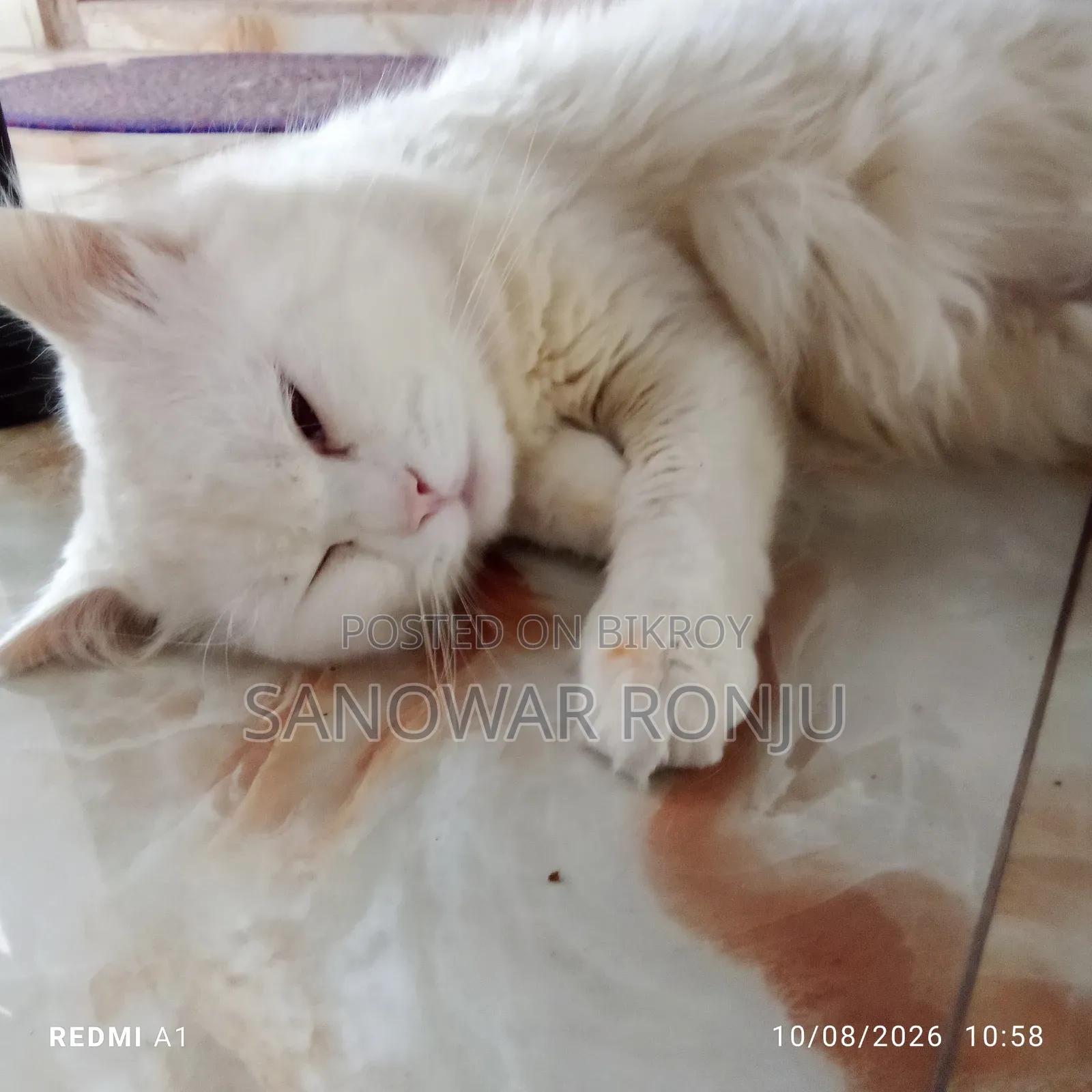 6-12 months Male Purebred Persian