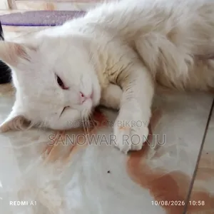 6-12 months Male Purebred Persian