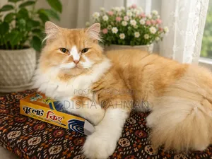 1+ year Male Purebred Persian