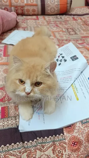 1+ year Male Purebred Persian