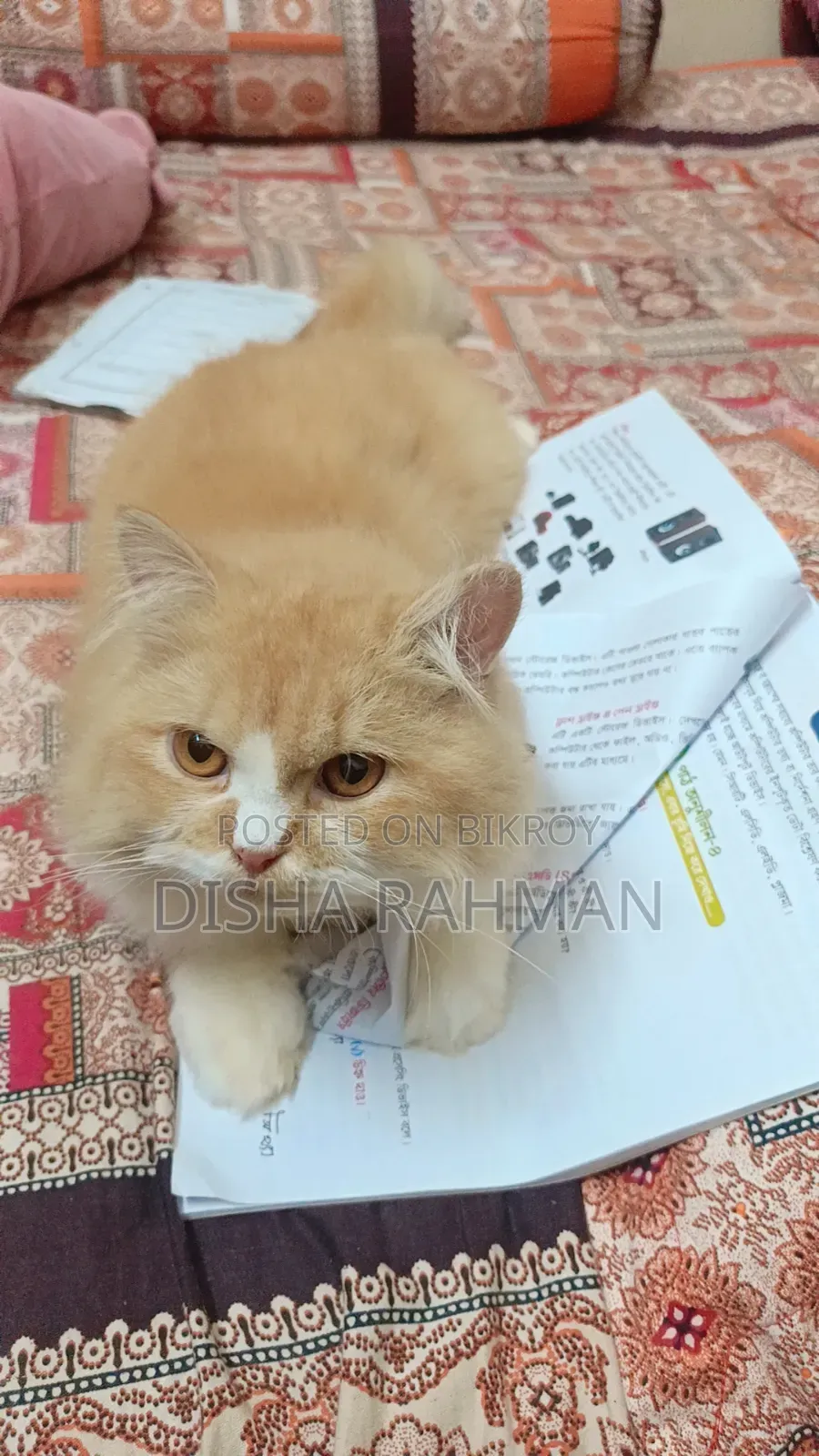 1+ year Male Purebred Persian