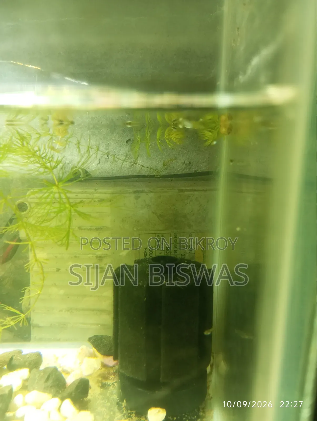 RTP and Dambo Mosaic Guppy Fry