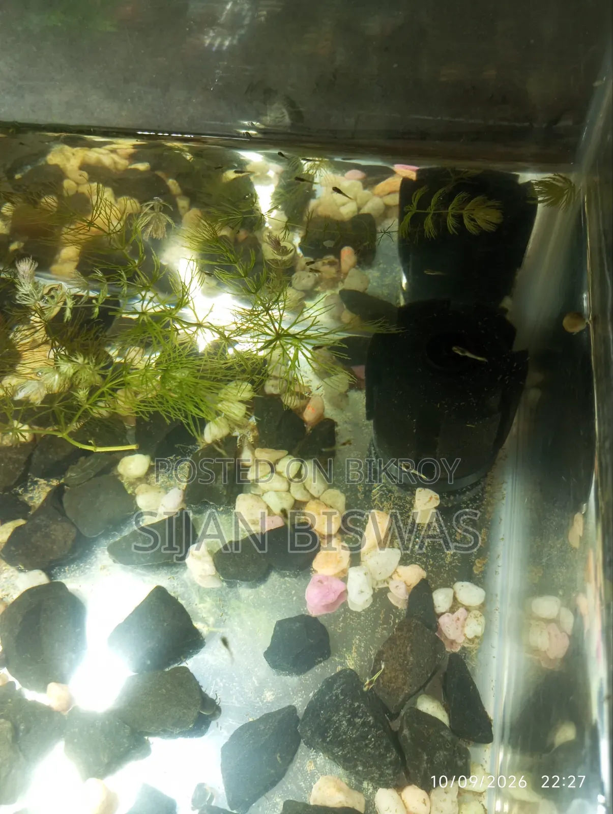 RTP and Dambo Mosaic Guppy Fry
