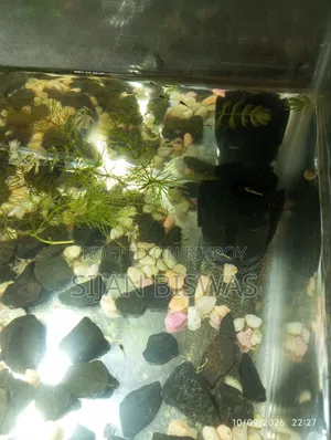 RTP and Dambo Mosaic Guppy Fry
