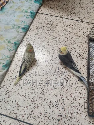 গ্রে ককটেল জোড়া