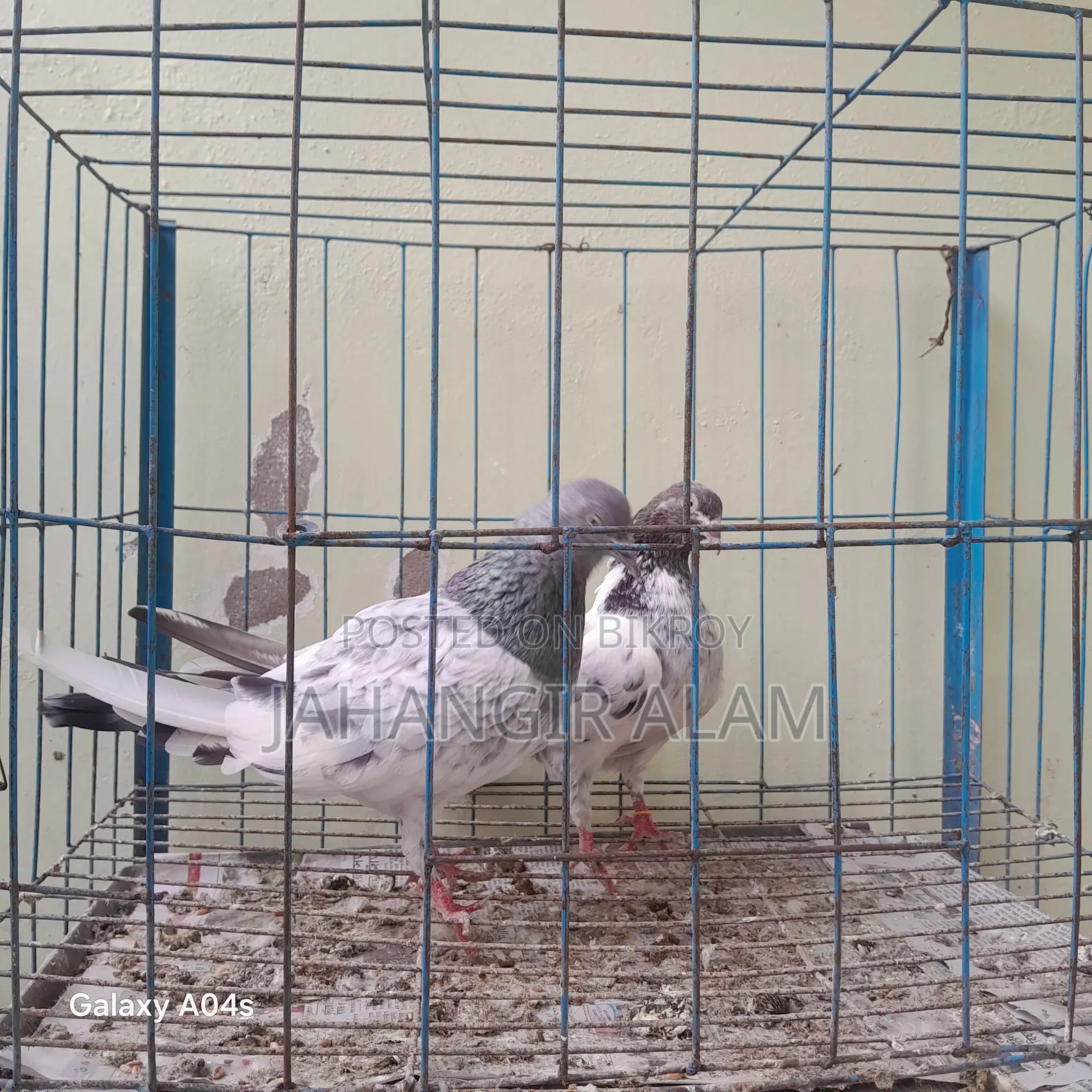 I will sell a pair of good quality pigeons.