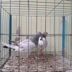 I will sell a pair of good quality pigeons.