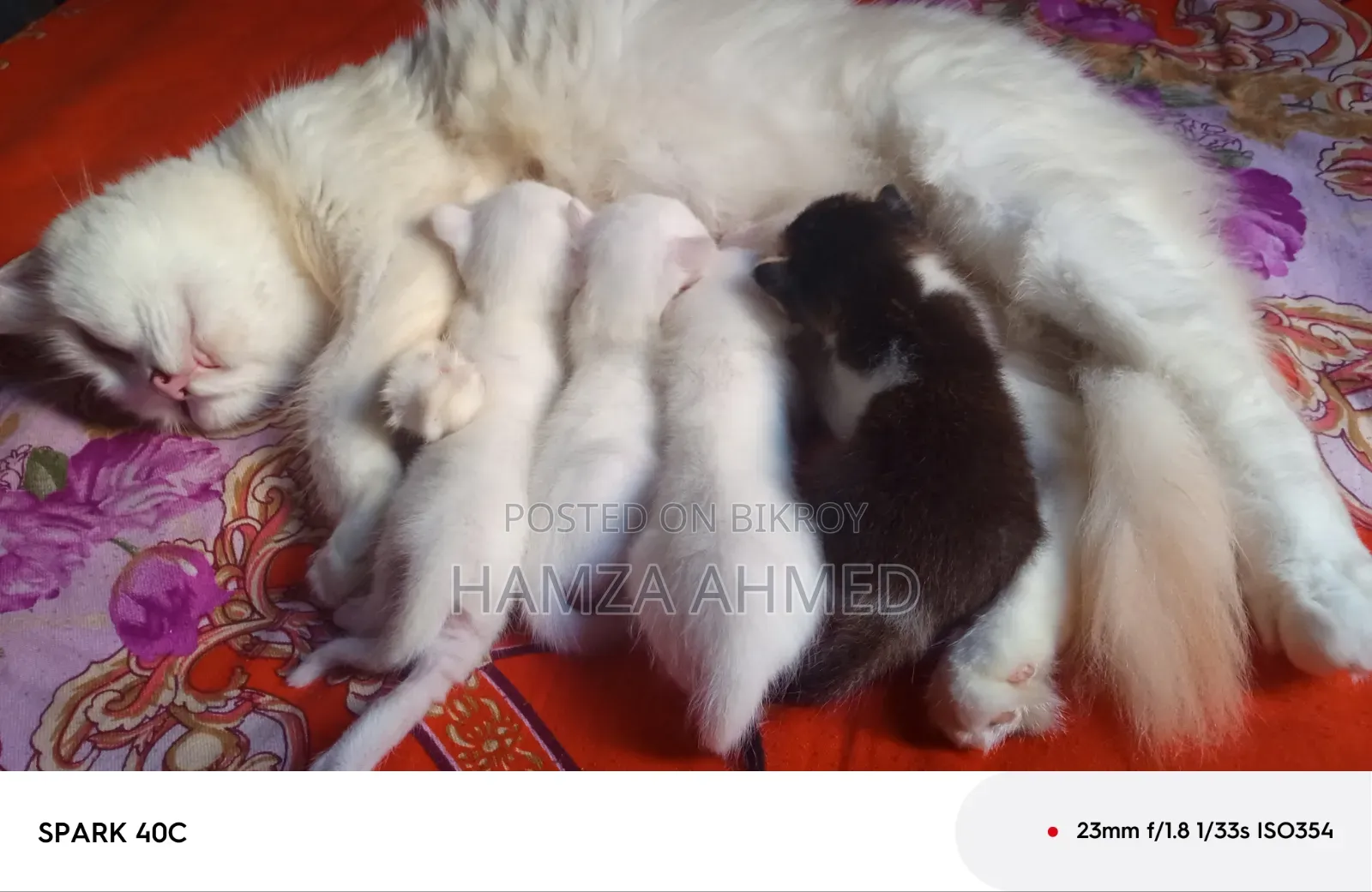 ১-৩ মাসের নর মিশ্র জাতের পার্সিয়ান