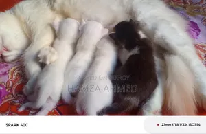 ১-৩ মাসের নর মিশ্র জাতের পার্সিয়ান