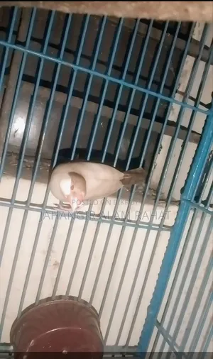 ফন জাভা ফিমেল
