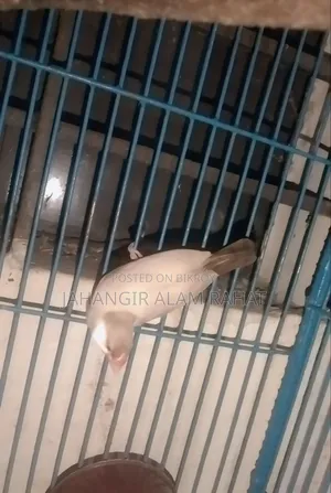 ফন জাভা ফিমেল