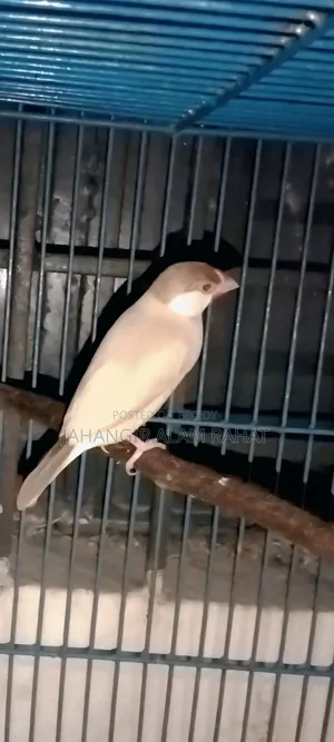 ফন জাভা ফিমেল