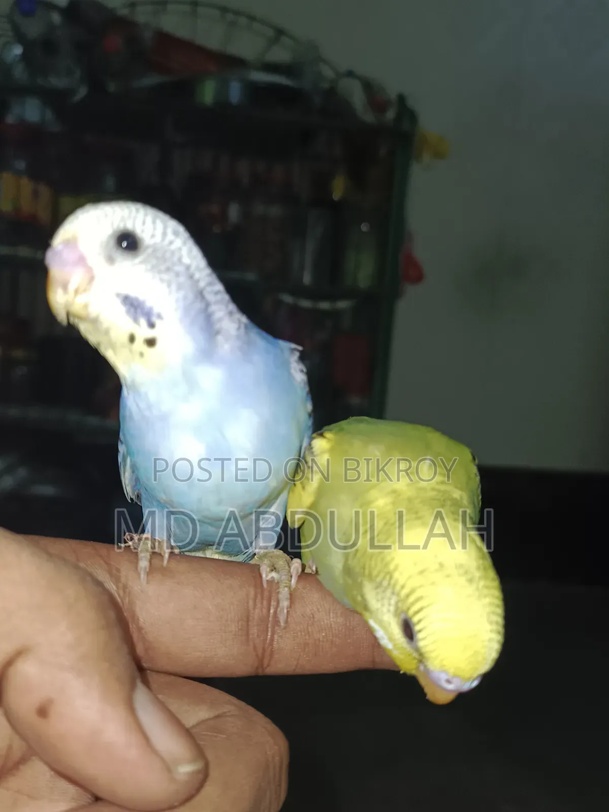 বাজরিগার