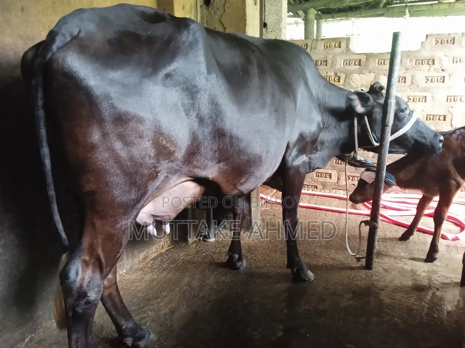 Black Jersey breed cow for sale with heifer calf