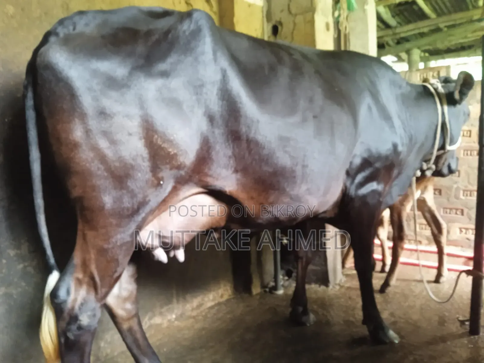 Black Jersey breed cow for sale with heifer calf
