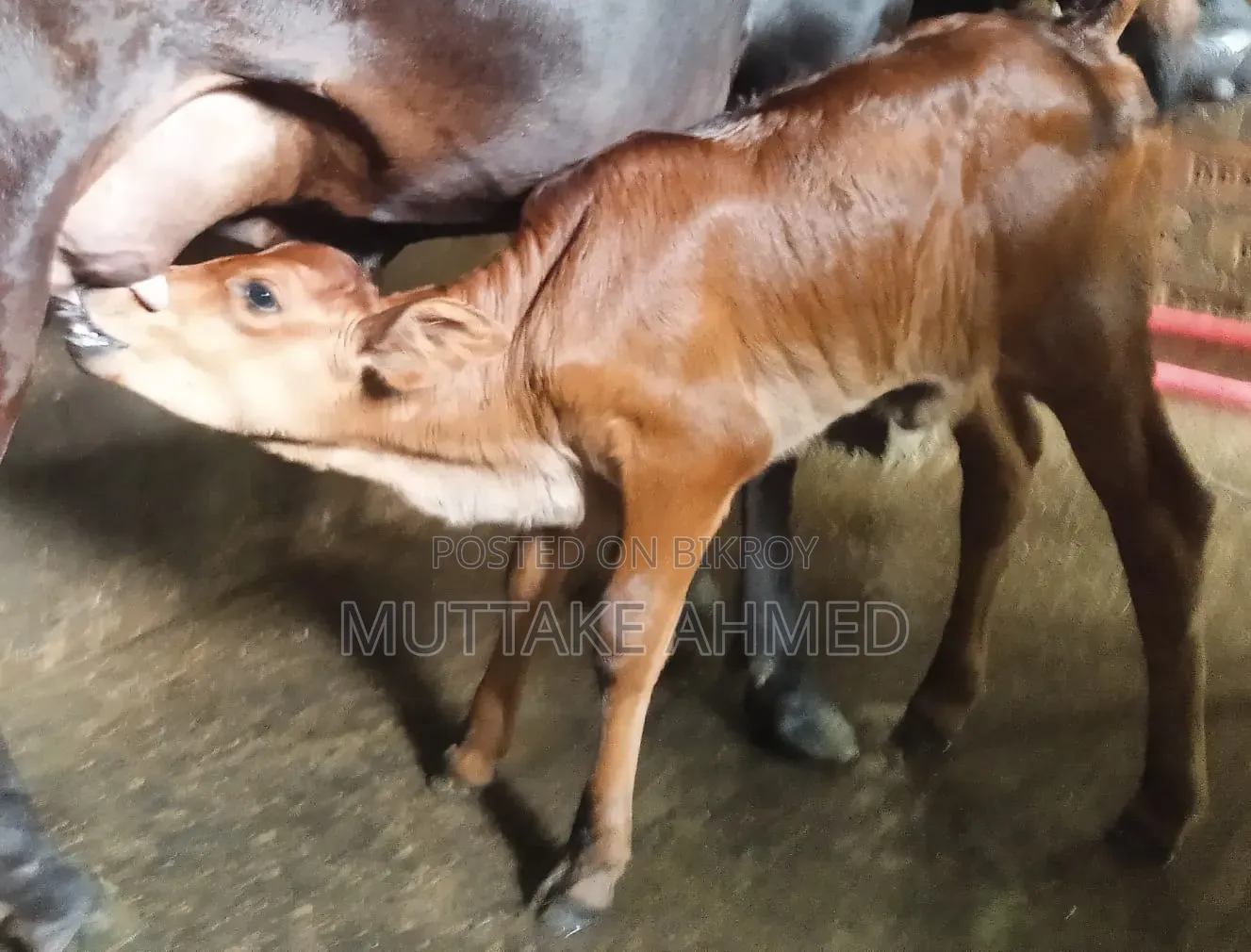 Black Jersey breed cow for sale with heifer calf