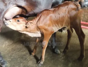 Black Jersey breed cow for sale with heifer calf