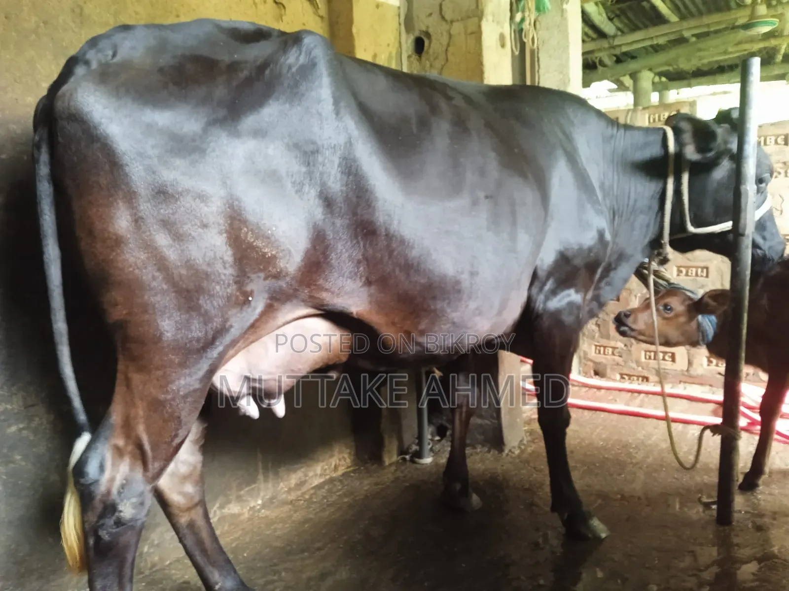Black Jersey breed cow for sale with heifer calf