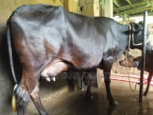 Black Jersey breed cow for sale with heifer calf