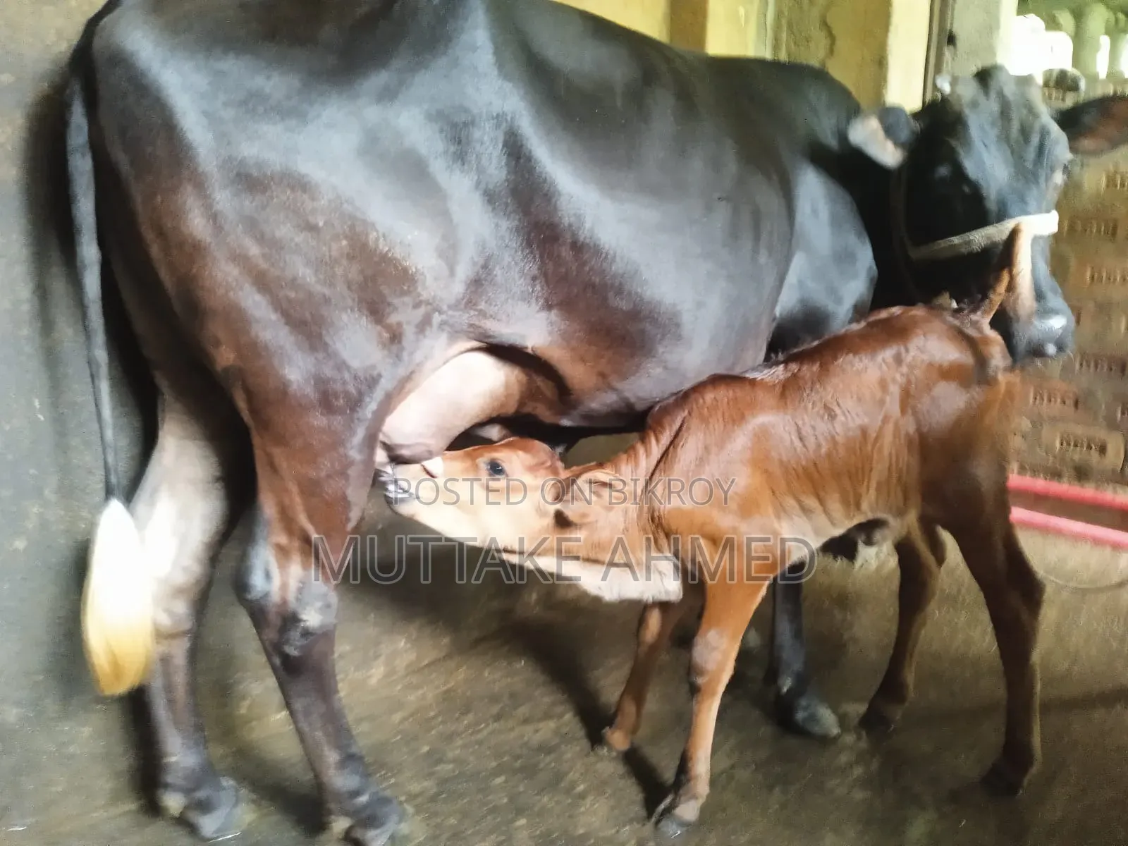 Black Jersey breed cow for sale with heifer calf