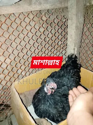 Deshi Chicken