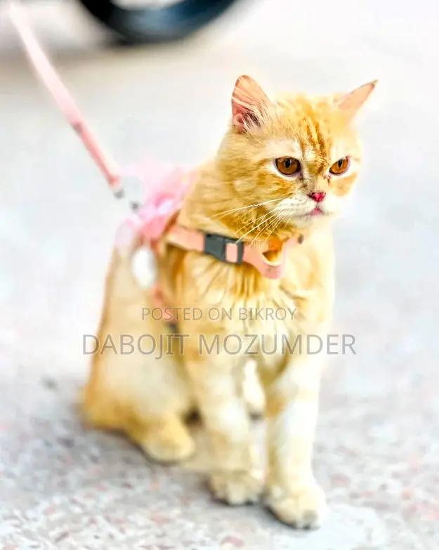6-12 Months Male Purebred British Shorthair