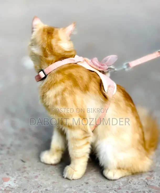 6-12 Months Male Purebred British Shorthair