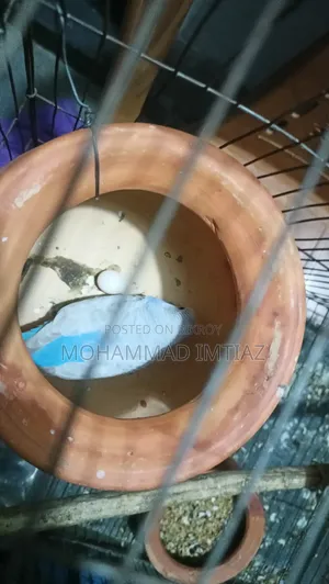 বাজিগার ফুল সেটআপ বিক্রি হবে