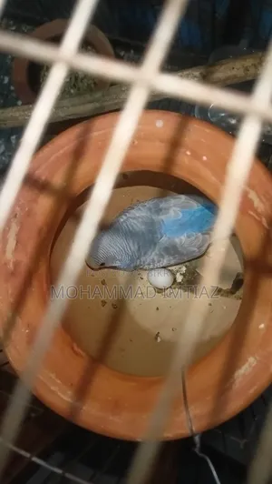 বাজিগার ফুল সেটআপ বিক্রি হবে