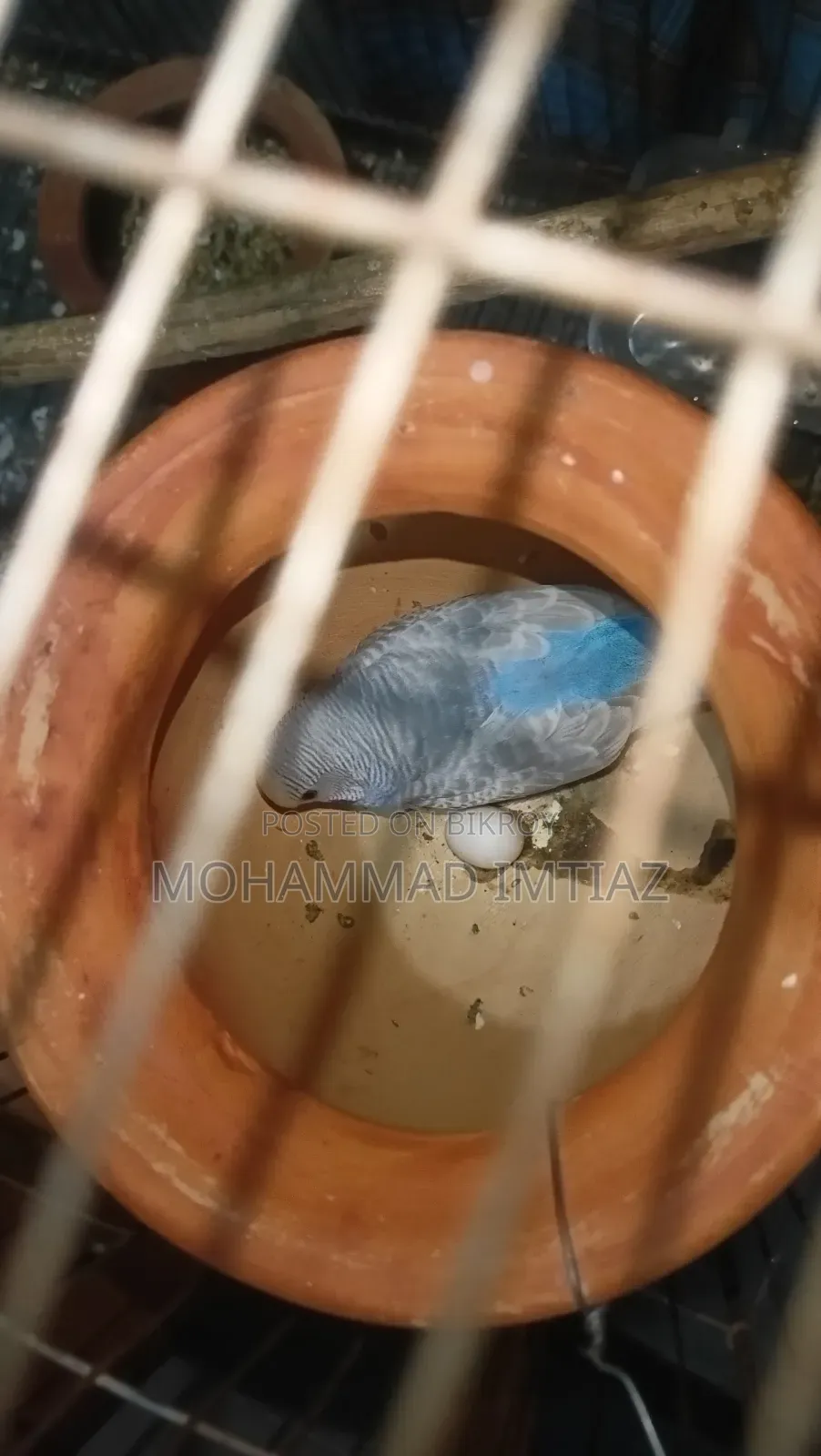 বাজিগার ফুল সেটআপ বিক্রি হবে