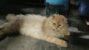 1+ Year Male Mixed Breed Persian Cat
