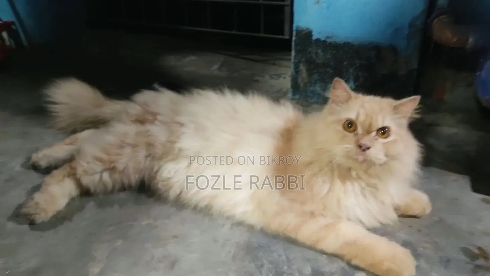 1+ Year Male Mixed Breed Persian Cat