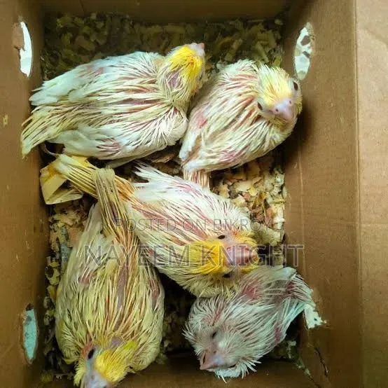 Tame Size Cockatiel Per Pic 2000